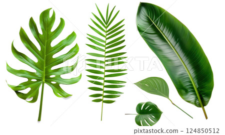 Tropical Leaf Collection on White Background 124850512