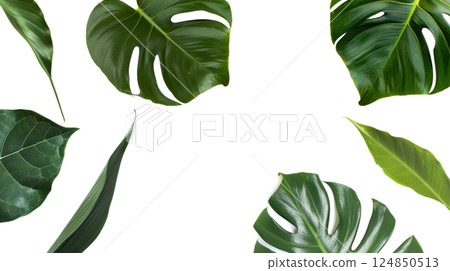 Tropical Leaves Collection 124850513