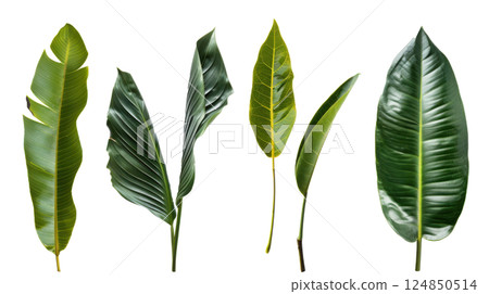 Isolated Tropical Leaves Collection 124850514