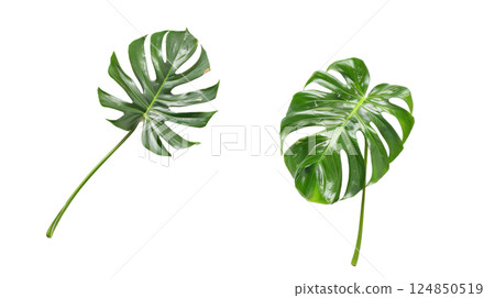 Two Monstera Leaves Isolated 124850519