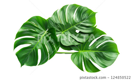 Tropical Monstera Leaves on White Tropical Monstera Leaves on White 124850522