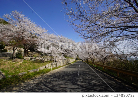 Cherry Blossoms on Orange Road 124850752