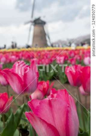 A windmill overlooking a tulip field A windmill overlooking a tulip field 124850779