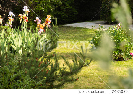 Colorful iris flowers bloom in summer garden, surrounded by various greenery and winding path. Midday sunlight. Summer day. 124850801