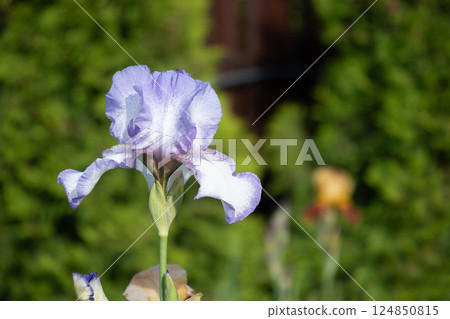 Self-grown blue or purple Iris flower in summer garden on flowerbed. Close up. Outdoors. Self-grown blue or purple Iris flower in summer garden on flowerbed. Close up. Outdoors. 124850815