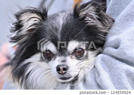 Chihuahua relaxing in the owner's arms 124850924