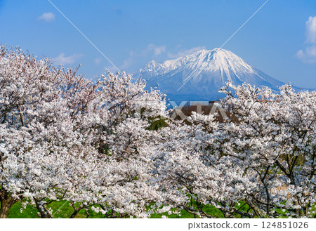 Rows of cherry blossom trees and Mount Hoki Daisen 124851026