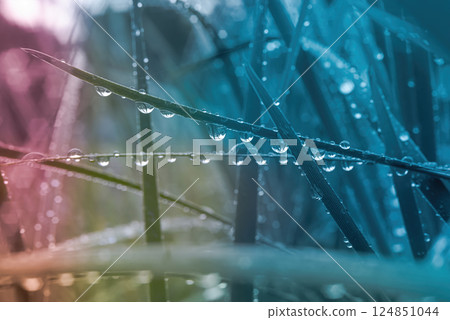 Grass with dew drops, close-up. Photo in pink, blue, yellow colors 124851044
