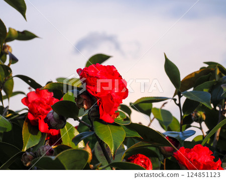 Red camellia with karako bloom Red camellia with karako bloom 124851123