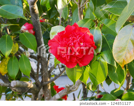 Red camellia with karako bloom Red camellia with karako bloom 124851127