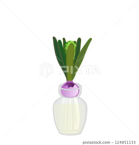 Illustration of hyacinths growing in water with buds Illustration of hyacinths growing in water with buds 124851133