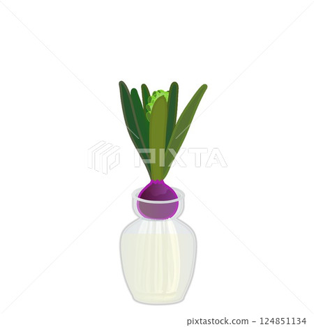 Illustration of hyacinths growing in water with buds Illustration of hyacinths growing in water with buds 124851134