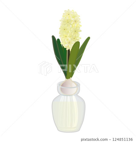 圖中描繪的是生長在水中的奶油色風信子 124851136