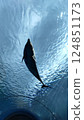 Dolphins swimming overhead 124851173