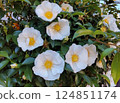Blooming Naniwabara roses 124851174