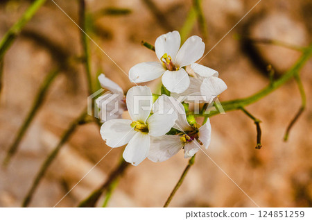 White Wildflowers in Bloom Against Natural Background 124851259