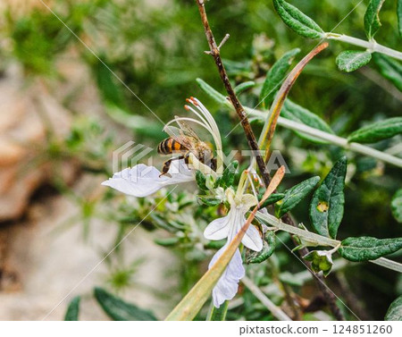 Bee Harvesting Nectar on White Petaled Wildflower 124851260