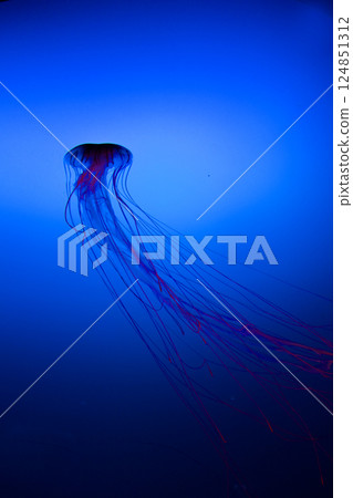 紅苔蘚 紅苔蘚 124851312