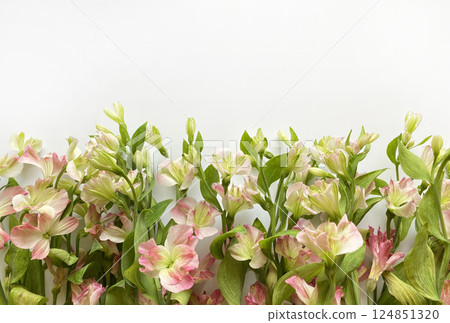 Fresh alstroemeria flowers in soft pastel tones of pink and green arranged on a white background 124851320