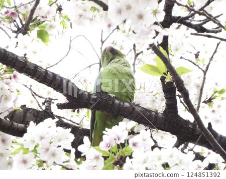 A parakeet on a cherry tree in full bloom, along the cherry blossom line of the "Tonagawa" River in Higashiyukigaya, Ota Ward, Tokyo 124851392