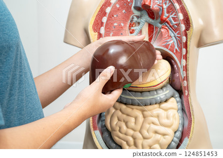 Student teenage learning anatomy biology with human body model in classroom at high school. Student teenage learning anatomy biology with human body model in classroom at high school. 124851453