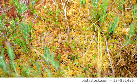 Close-up view of a lush peat bog surface with vibrant sphagnum moss in yellow and orange hues, interspersed with green wetland plants 124851456
