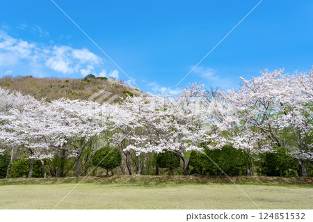 A row of cherry blossom trees at Higashiizu Cross Country Club 124851532