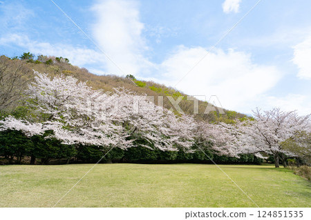 A row of cherry blossom trees at Higashiizu Cross Country Club 124851535