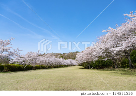 A row of cherry blossom trees at Higashiizu Cross Country Club 124851536