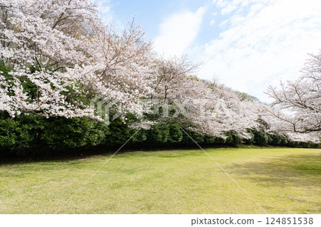 東伊豆越野俱樂部的一排櫻花樹 124851538