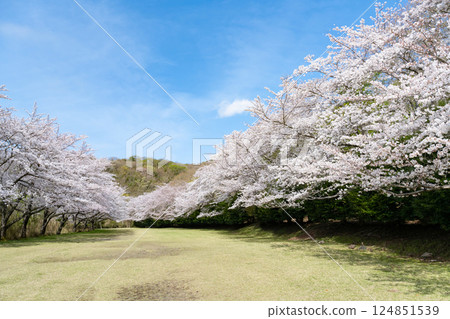 A row of cherry blossom trees at Higashiizu Cross Country Club A row of cherry blossom trees at Higashiizu Cross Country Club 124851539