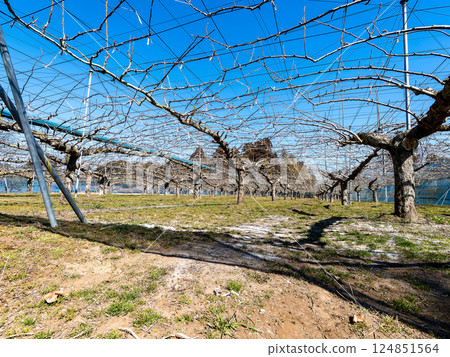 The pear orchard is still dormant in winter The pear orchard is still dormant in winter 124851564