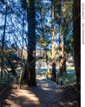 A solemn walking path around the ruins of Sakata Castle in Sanbu District, Chiba Prefecture 124851639