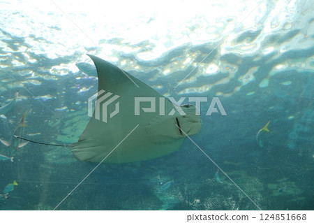 黃貂魚（愛知縣名古屋市港區名古屋港水族館） 124851668