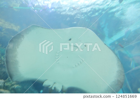 黃貂魚（愛知縣名古屋市港區名古屋港水族館） 124851669