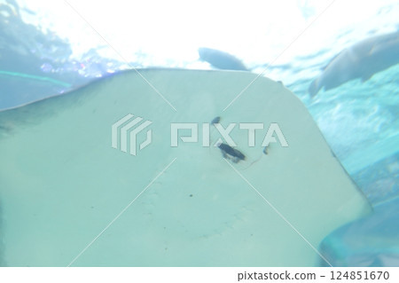Stingray (Port of Nagoya Public Aquarium, Minato Ward, Nagoya City, Aichi Prefecture) Stingray (Port of Nagoya Public Aquarium, Minato Ward, Nagoya City, Aichi Prefecture) 124851670