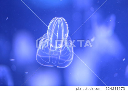 水母（愛知縣名古屋市港區名古屋港水族館） 124851673