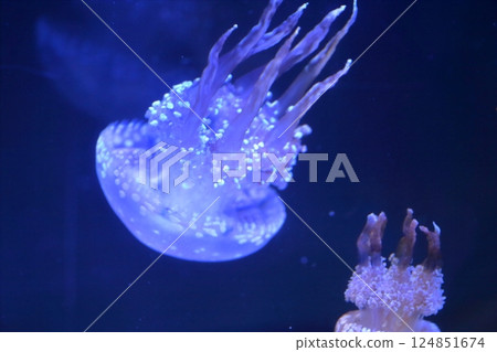 水母（愛知縣名古屋市港區名古屋港水族館） 124851674