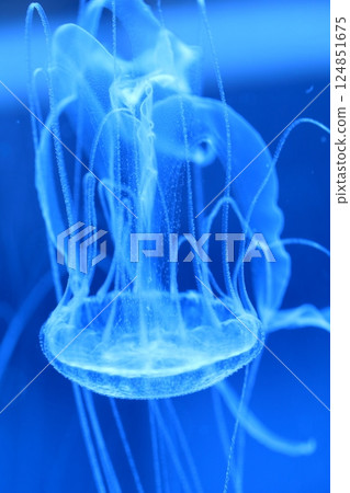 Jellyfish (Port of Nagoya Public Aquarium, Minato Ward, Nagoya City, Aichi Prefecture) 124851675