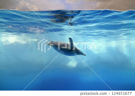 企鵝在水下游泳 124851677