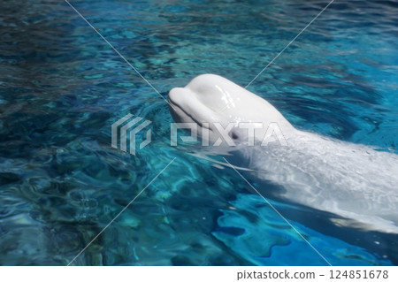 白鯨（愛知縣名古屋市港區名古屋港水族館） 124851678