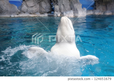 白鯨（愛知縣名古屋市港區名古屋港水族館） 124851679