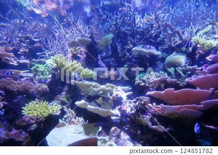 美麗的珊瑚礁（愛知縣名古屋市名古屋港水族館） 124851782