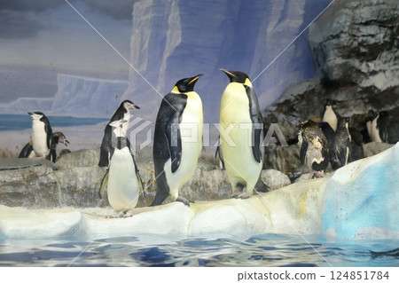 企鵝水族館 帝王企鵝, 帝王企鵝 124851784