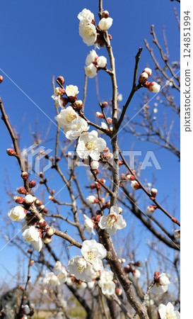 發光在藍天的白色李子 發光在藍天的白色李子 124851994