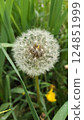 Dandelion's fluff 124851999