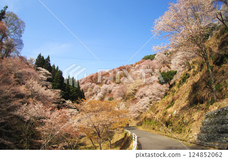 World Heritage Site Yoshino Omine's cherry blossoms in full bloom World Heritage Site Yoshino Omine's cherry blossoms in full bloom 124852062