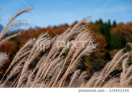 Silver grass blooming in the mountains [foreground in focus] 124852140