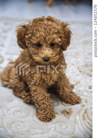 Adorable baby dog poodle portre 124852376
