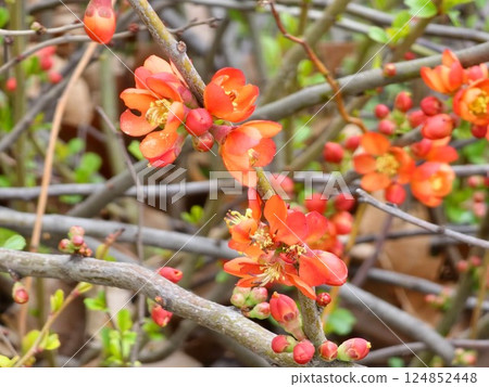 Flowering Quince Northern Lemon shrub in spring. Flowers closeup. Chaenomele japonica. Flowering,ornamental shrub in spring, which gives vitamin-rich fruit in autumn 124852448
